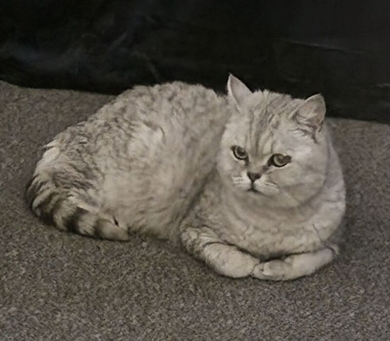 Persian kittens for sale in Ipswich, Suffolk – 8 years old - Image 3 of 4