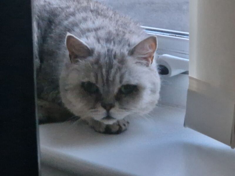 Persian kittens for sale in Ipswich, Suffolk – 8 years old - Image 4 of 4