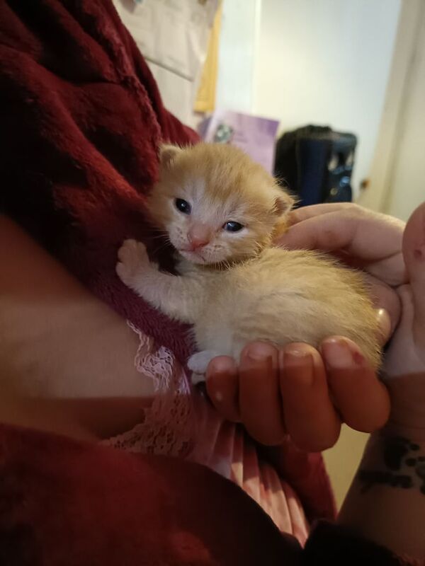 Persian kittens for sale in Northampton, Northamptonshire – 7 weeks old