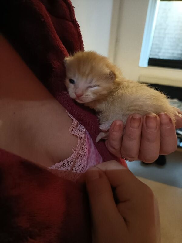Persian kittens for sale in Northampton, Northamptonshire – 7 weeks old - Image 2 of 3