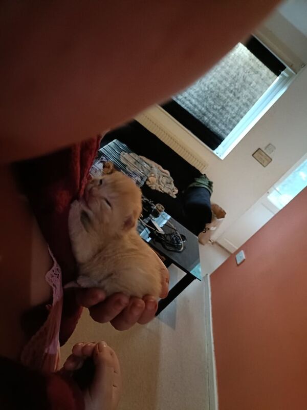 Persian kittens for sale in Northampton, Northamptonshire – 7 weeks old - Image 3 of 3