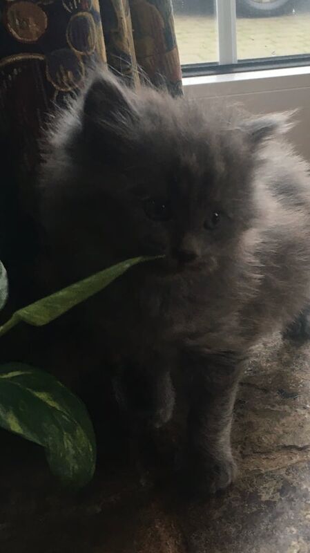 Persian kittens for sale in Saintfield, County Down – 9 weeks old - Image 2 of 2