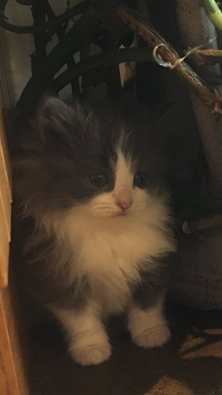 Persian kittens for sale in Saintfield, County Down – 11 weeks old