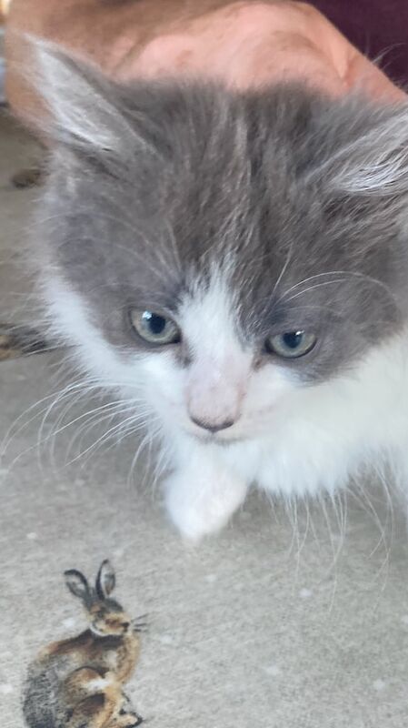 Persian kittens for sale in Saintfield, County Down – 11 weeks old - Image 2 of 3