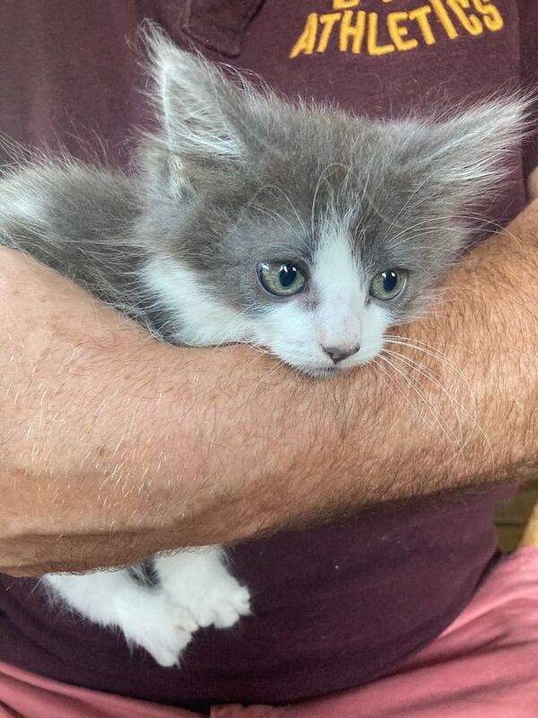 Persian kittens for sale in Saintfield, County Down – 11 weeks old - Image 3 of 3