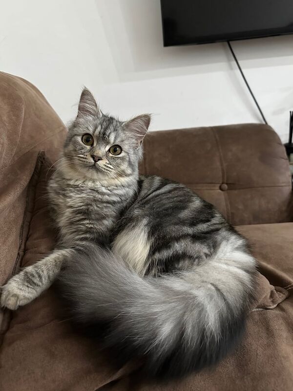 Beautiful half Persian kitten for sale - Lilo for sale in Redbridge, Greater London