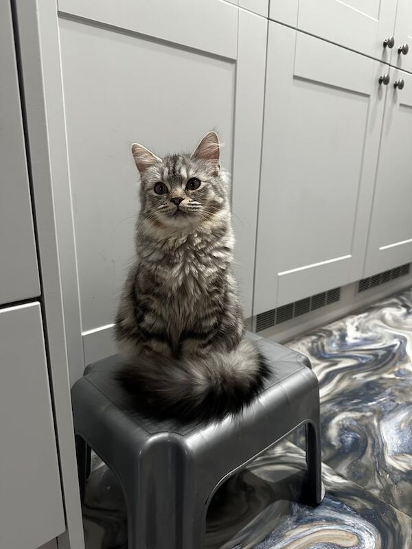 Beautiful half Persian kitten for sale - Lilo for sale in Redbridge, Greater London | Image 2