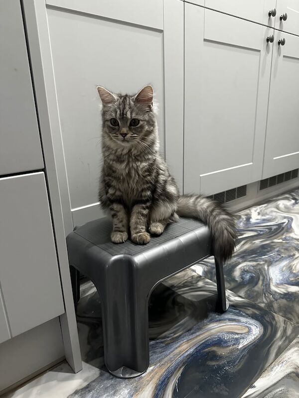 Beautiful half Persian kitten for sale - Lilo for sale in Redbridge, Greater London | Image 3