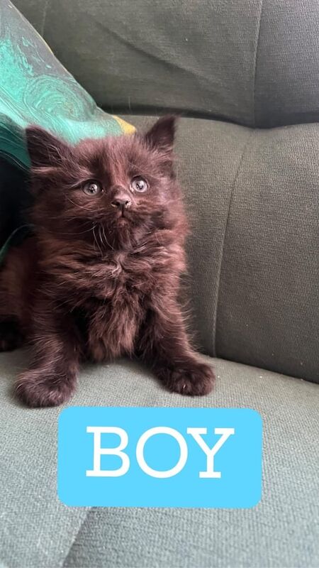 Beautiful half Persian Kittens for sale in Southmead, Bristol