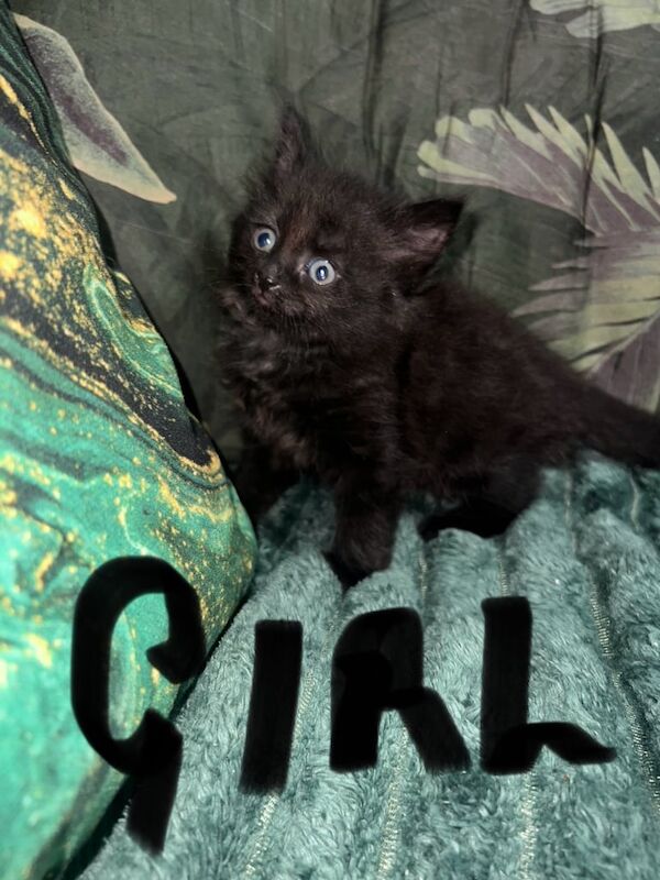Persian kittens for sale in Southmead, Bristol – 9 weeks old