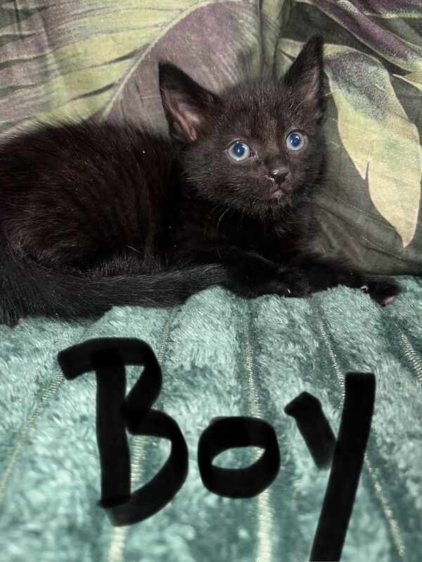 Persian kittens for sale in Southmead, Bristol – 9 weeks old - Image 2 of 3