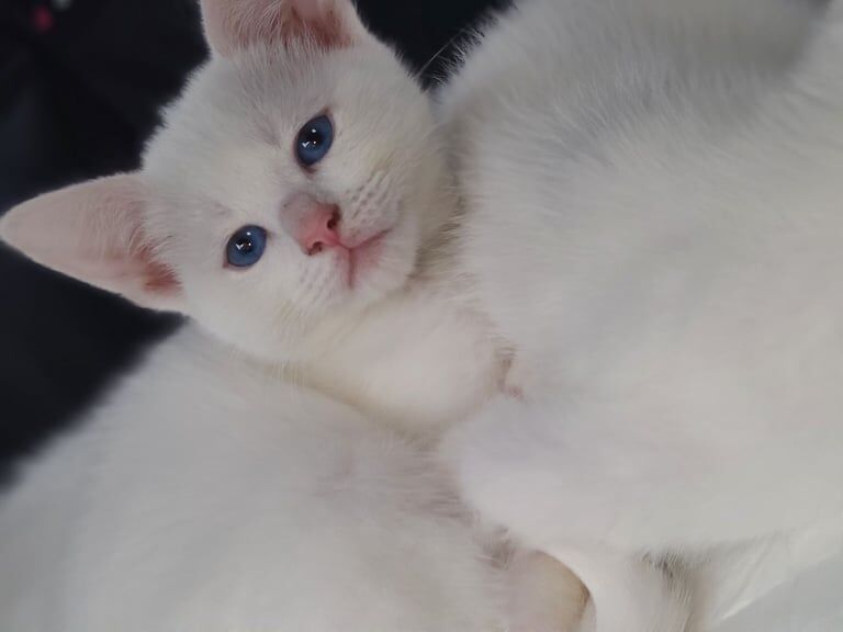 Persian kittens for sale in Towcester, Northamptonshire – 8 weeks old