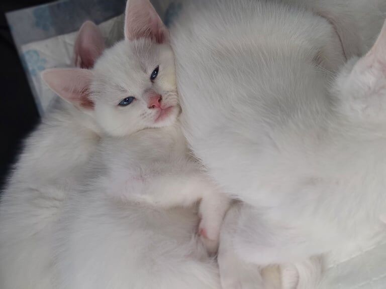 Persian kittens for sale in Towcester, Northamptonshire – 8 weeks old - Image 2 of 3