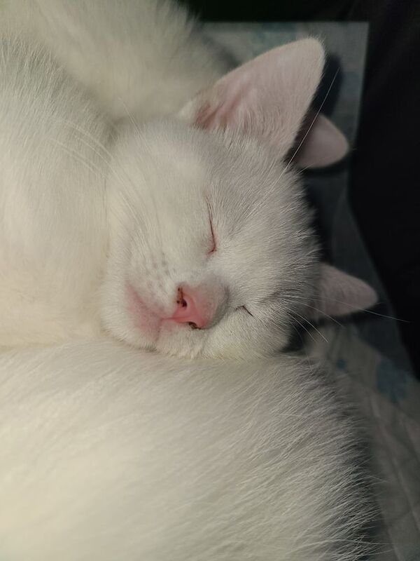 Persian kittens for sale in Towcester, Northamptonshire – 8 weeks old - Image 3 of 3