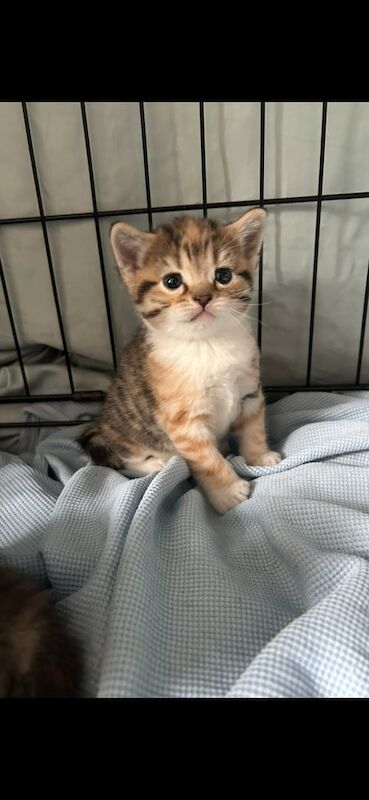 Persian kittens for sale in Blaenavon, Gwent – 4 weeks old