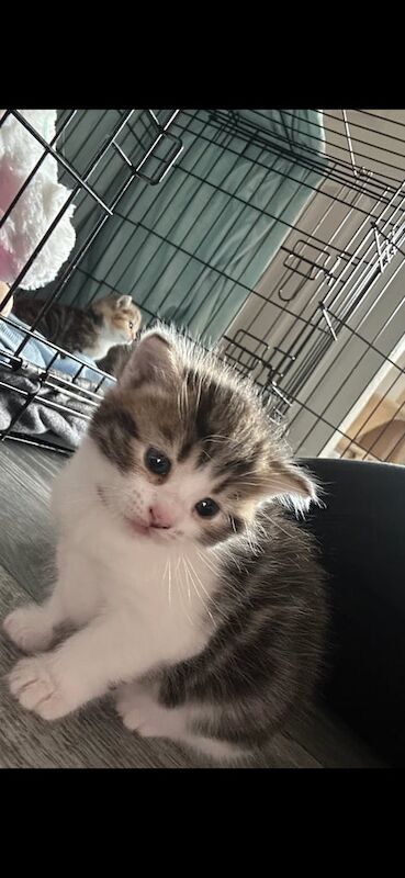 Persian kittens for sale in Blaenavon, Gwent – 4 weeks old - Image 2 of 3