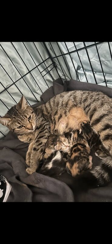 Persian kittens for sale in Blaenavon, Gwent – 4 weeks old - Image 3 of 3