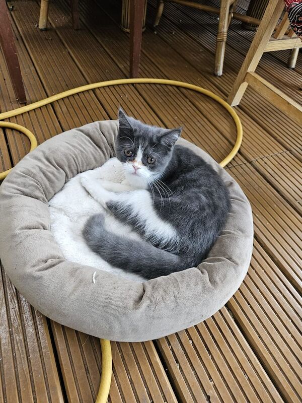 Persian kittens for sale in Ilford, Greater London – 4 months old