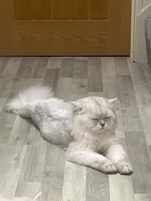 Beautiful Male Persian Cat –toys included for sale in Greenford, Greater London
