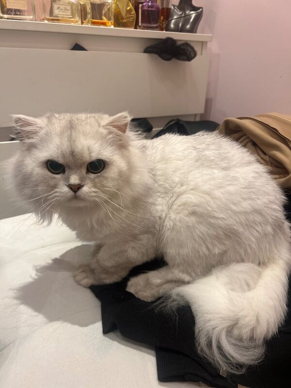 Beautiful Male Persian Cat –toys included for sale in Greenford, Greater London | Image 2