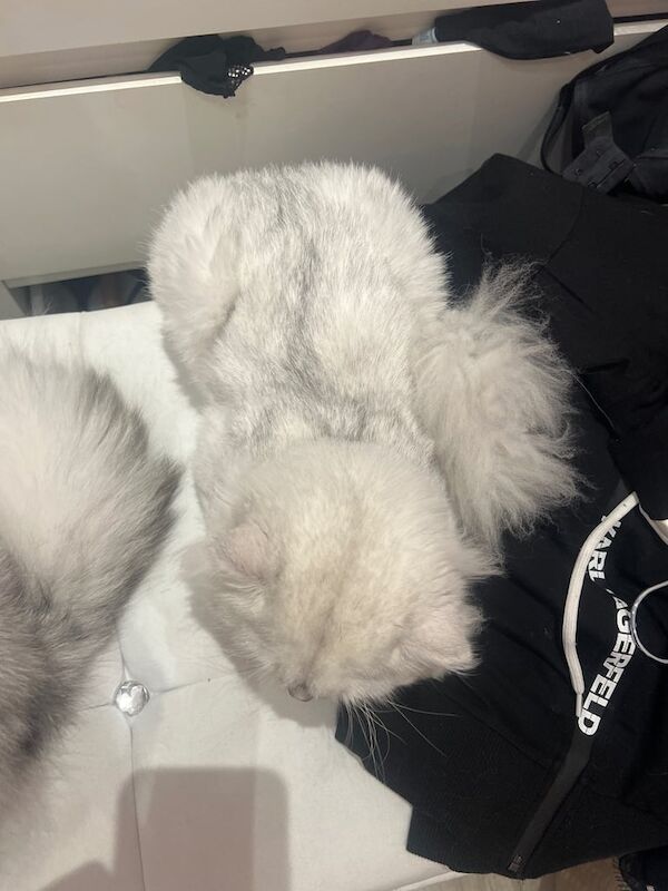 Beautiful Male Persian Cat –toys included for sale in Greenford, Greater London | Image 3