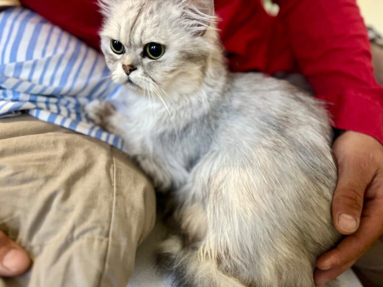 Persian kittens for sale in Jordanhill, City of Glasgow – 2 years old - Image 2 of 3