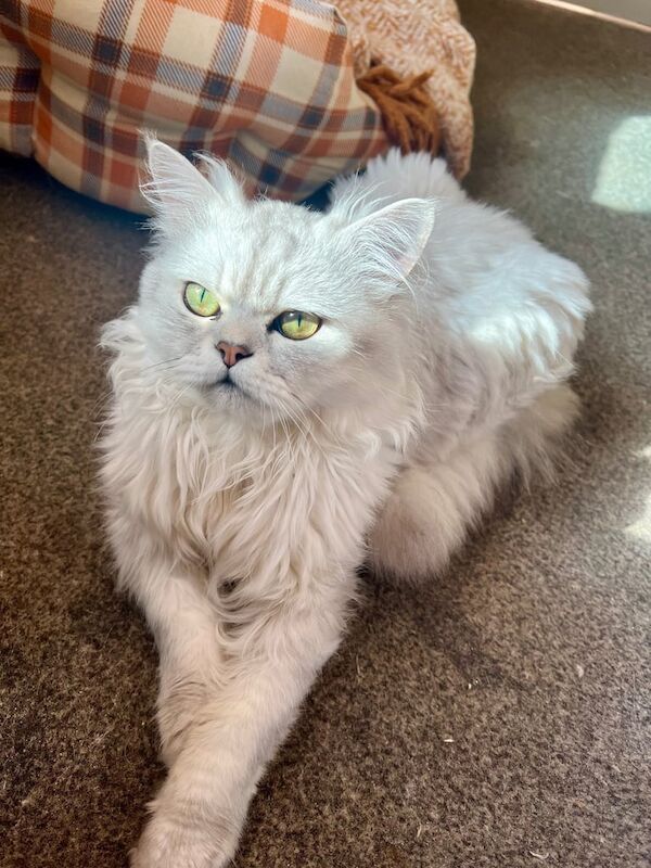 Persian kittens for sale in Bruntsfield, City of Edinburgh – 2 years old