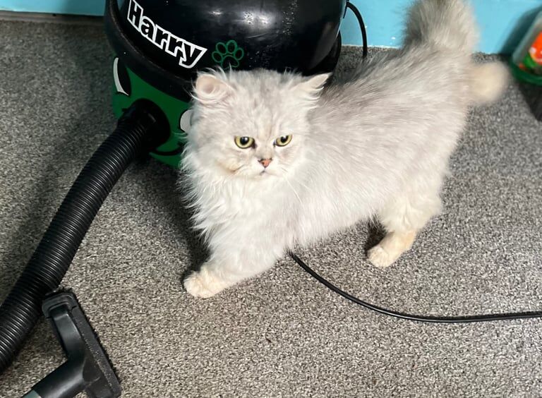 Persian kittens for sale in Bruntsfield, City of Edinburgh – 2 years old - Image 3 of 3