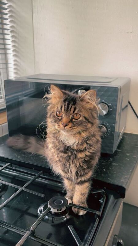 Persian kittens for sale in Harrow, Greater London – 1 year old