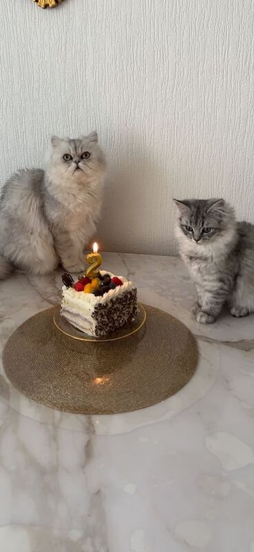 Persian kittens for sale in Harpurhey, Greater Manchester – 2 years old