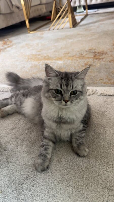 Persian kittens for sale in Harpurhey, Greater Manchester – 2 years old - Image 2 of 3