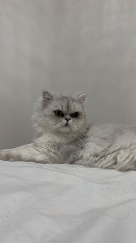 Persian kittens for sale in Harpurhey, Greater Manchester – 2 years old - Image 3 of 3