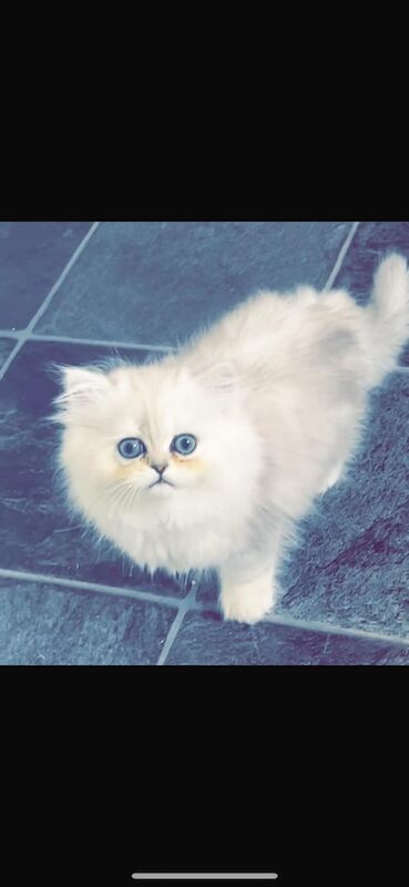 Beautiful Persian chinchilla Kitten for sale in Glasgow, City of Glasgow