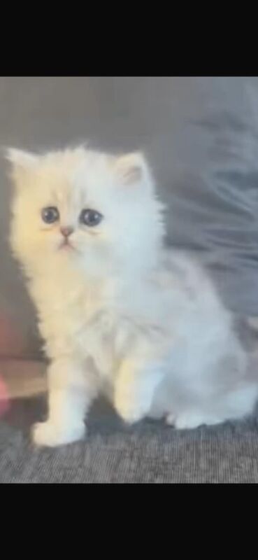 Persian kittens for sale in Glasgow, City of Glasgow – 8 months old - Image 2 of 2