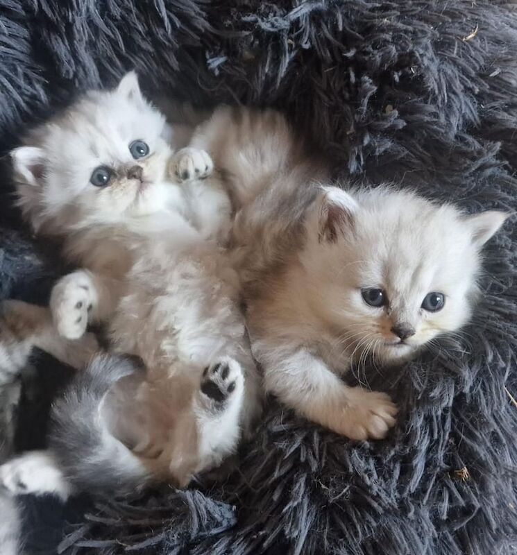 Persian kittens for sale in Cheshunt, Hertfordshire – 7 weeks old
