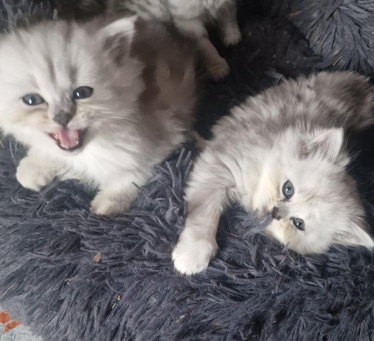 Persian kittens for sale in Cheshunt, Hertfordshire – 7 weeks old - Image 2 of 3