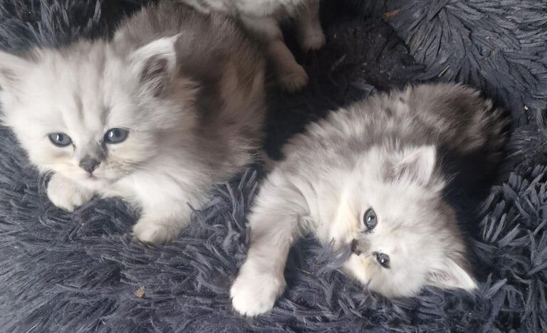 Persian kittens for sale in Cheshunt, Hertfordshire – 7 weeks old - Image 3 of 3