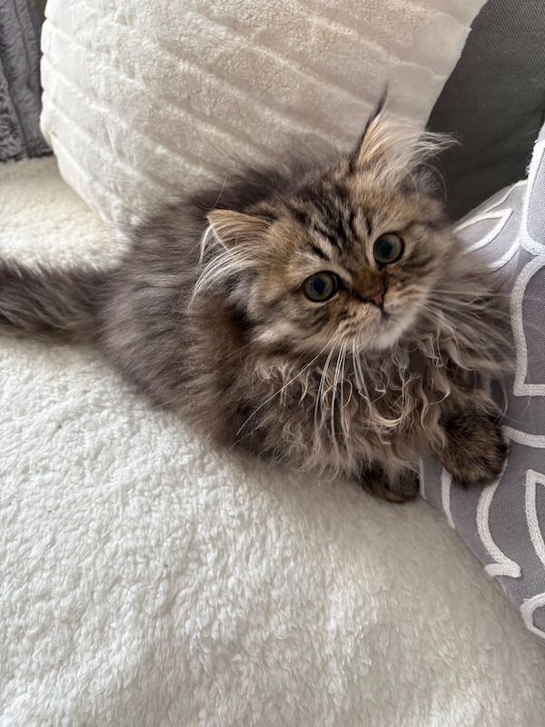 Persian kittens for sale in Alexandria, Dunbartonshire – 3 months old - Image 2 of 4