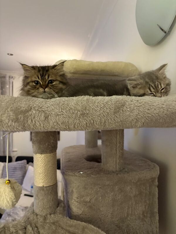 Persian kittens for sale in Alexandria, Dunbartonshire – 3 months old - Image 3 of 4