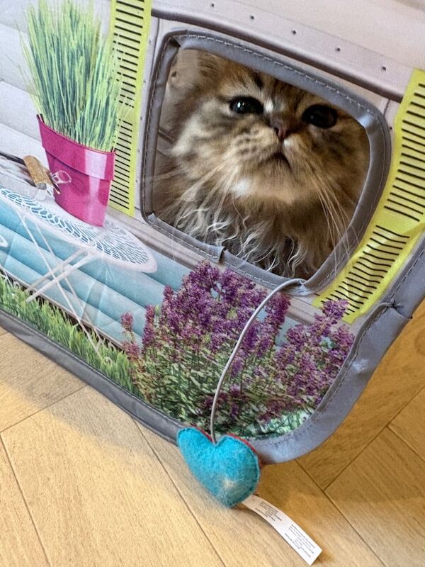 Persian kittens for sale in Alexandria, Dunbartonshire – 3 months old - Image 4 of 4