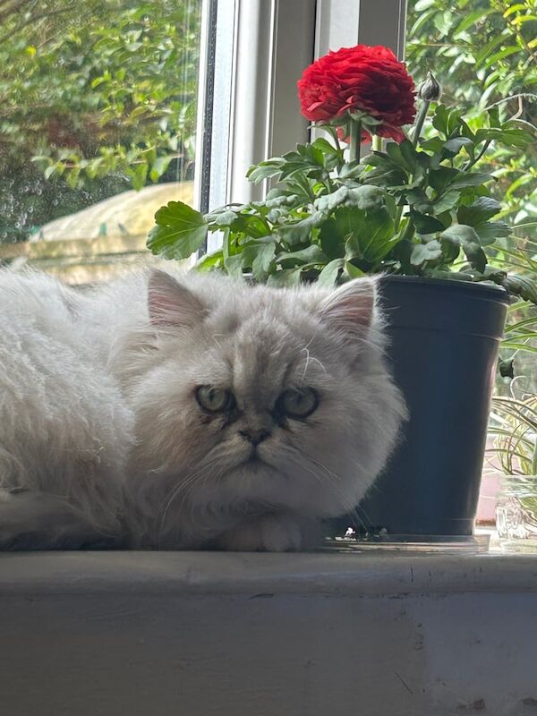 Beautiful Persian kitten male for sale in Leeds, West Yorkshire