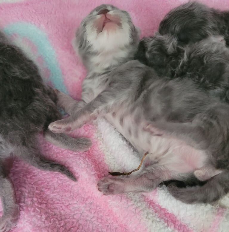 Beautiful persian kittens for sale in Sleaford, Lincolnshire