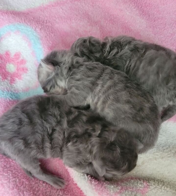 Beautiful persian kittens for sale in Sleaford, Lincolnshire | Image 2