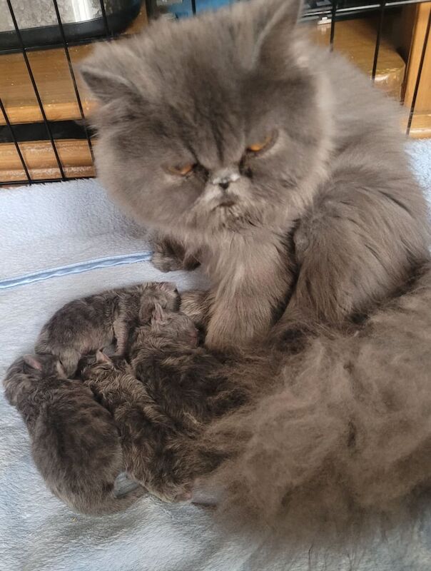 Beautiful persian kittens for sale in Sleaford, Lincolnshire | Image 3