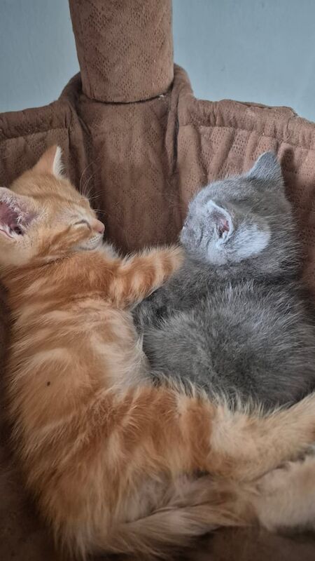 Persian kittens for sale in Gravesend, Kent – 11 weeks old - Image 2 of 3