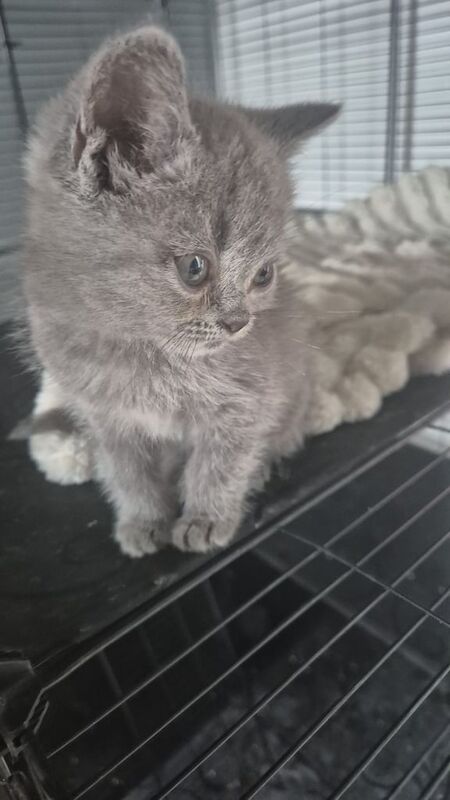 Persian kittens for sale in Gravesend, Kent – 11 weeks old - Image 3 of 3