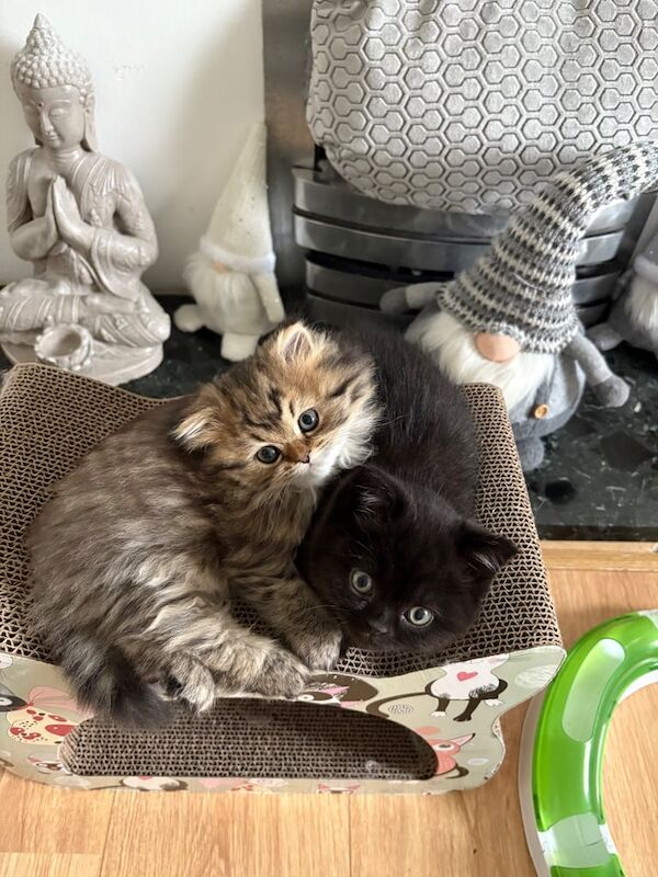 Beautiful Persian X British Shorthair for sale in Alexandria, Dunbartonshire