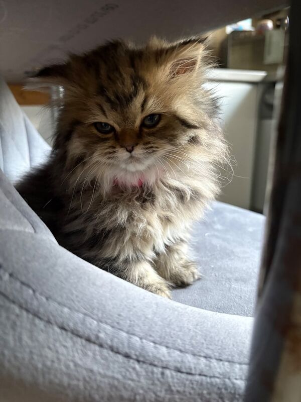 Beautiful Persian X British Shorthair for sale in Alexandria, Dunbartonshire | Image 2