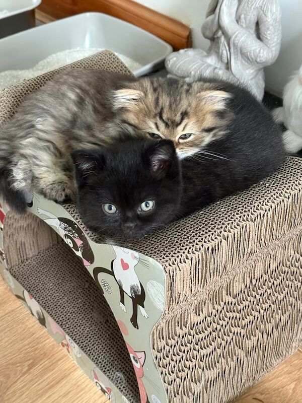 Beautiful Persian X British Shorthair for sale in Alexandria, Dunbartonshire | Image 3