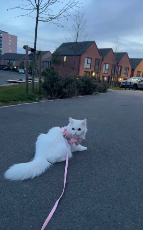 Persian kittens for sale in Bristol – 1 year old